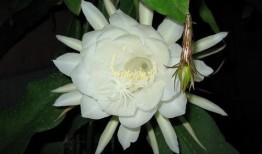 昙花哥爆料内容大全最新,揭秘娱乐圈最新动态与幕后故事